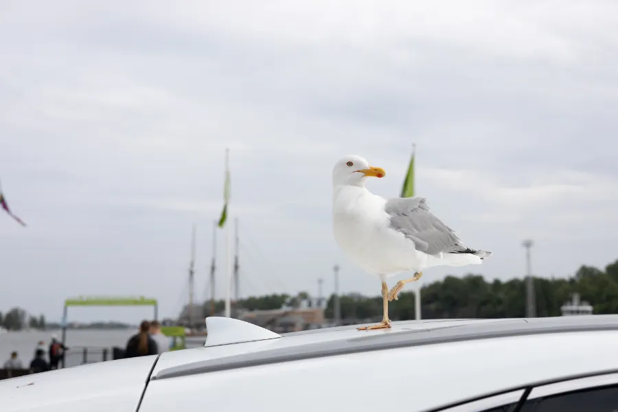 フィンランドで撮った写真